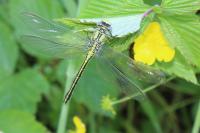 Gomphus pulchellus