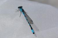 Enallagma cyathigerum