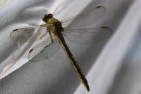 Gomphus pulchellus