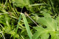 Platycnemis pennipes