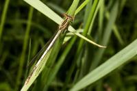 Platycnemis pennipes