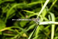 Platycnemis pennipes