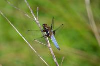 Libellula depressa