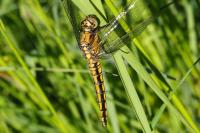 Orthetrum cancellatum
