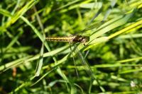 Orthetrum cancellatum