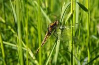 Orthetrum cancellatum