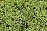 Coenagrion puella
