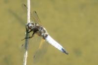 Libellula fulva