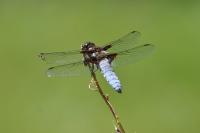 Libellula depressa