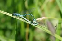 Coenagrion puella