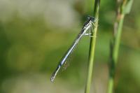 Platycnemis pennipes