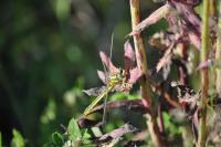 Gomphus pulchellus