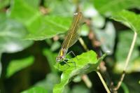 Calopteryx splendens