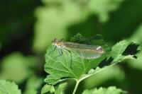 Calopteryx splendens