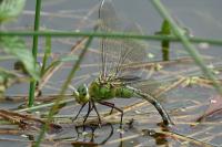 Anax imperator
