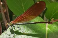 Calopteryx virgo