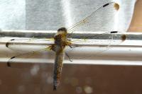 Libellula fulva