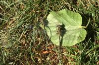 Gomphus pulchellus
