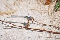 Platycnemis pennipes