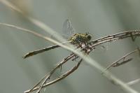 Gomphus pulchellus
