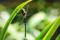 Cordulegaster boltonii