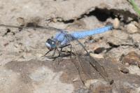 Orthetrum brunneum