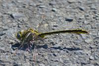 Gomphus pulchellus