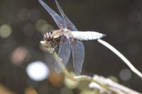Libellula depressa