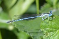 Platycnemis pennipes
