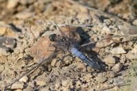 Orthetrum cancellatum