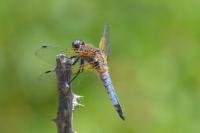 Libellula fulva