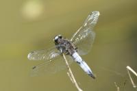 Libellula fulva