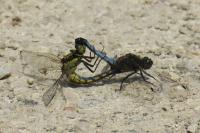 Orthetrum cancellatum