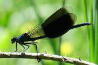 Calopteryx splendens