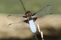 Libellula depressa
