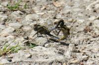 Orthetrum cancellatum