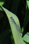 Coenagrion puella