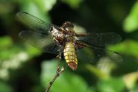 Libellula depressa
