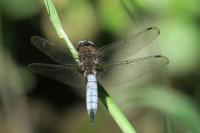 Libellula fulva
