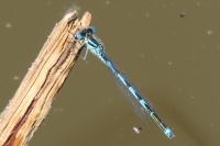 Erythromma lindenii
