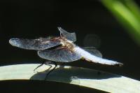 Libellula depressa