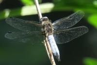 Libellula fulva