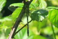 Gomphus pulchellus