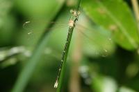 Lestes barbarus