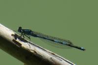 Erythromma lindenii