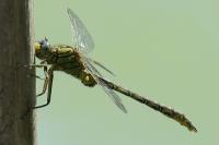 Gomphus pulchellus
