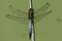 Orthetrum cancellatum