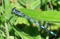 Coenagrion mercuriale