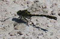 Onychogomphus forcipatus