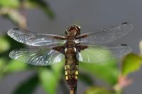 Libellula depressa
